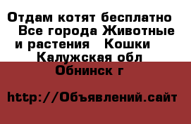 Отдам котят бесплатно  - Все города Животные и растения » Кошки   . Калужская обл.,Обнинск г.